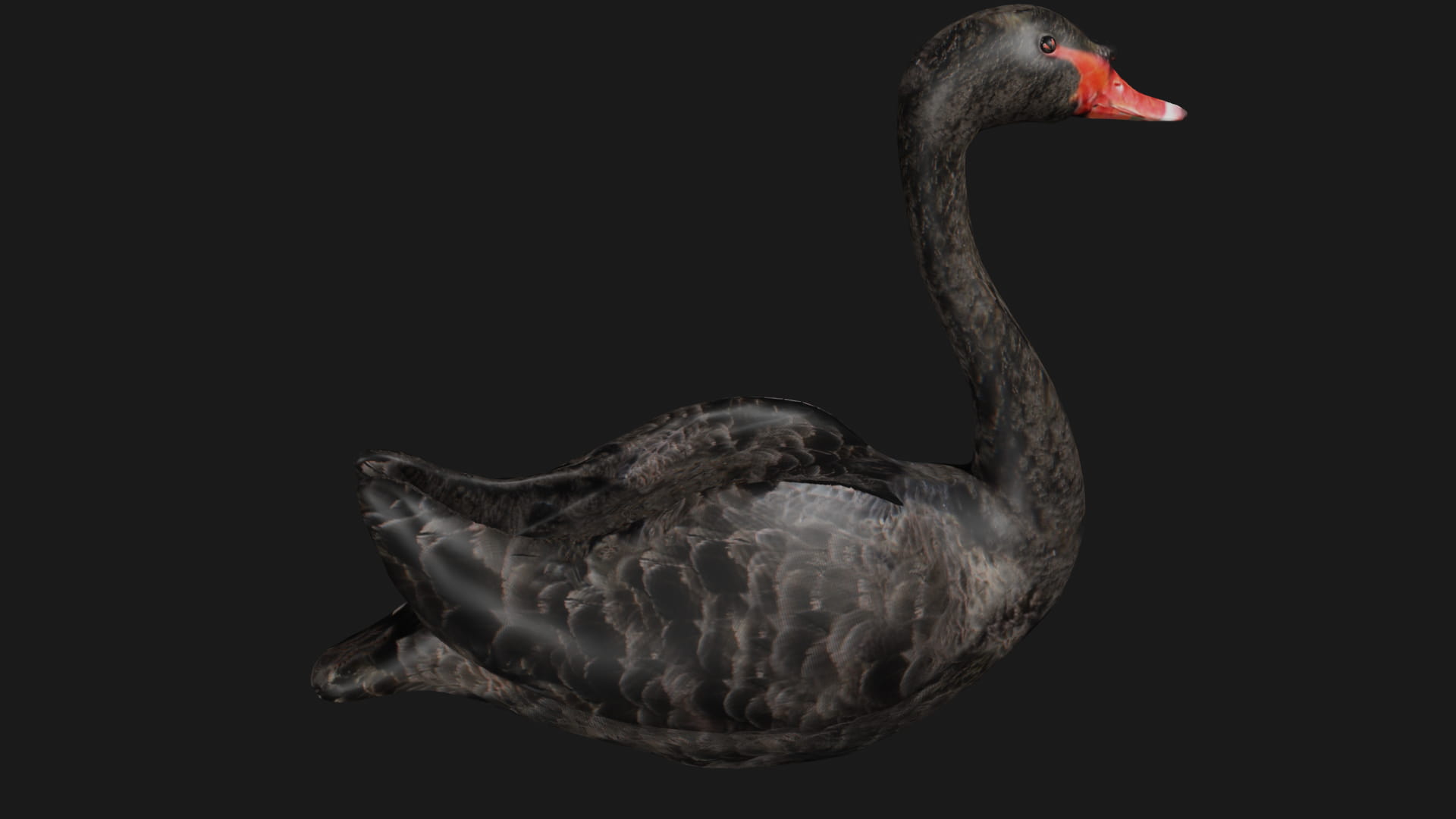 Black Swan 3D Model Rigged Low Game ready