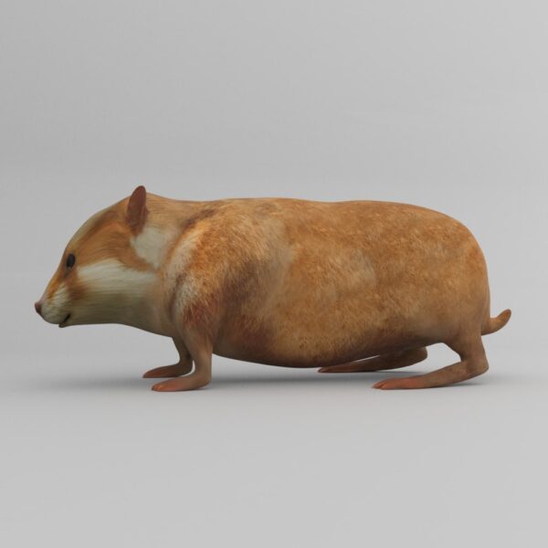 Hamster 3d model