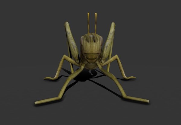 locust grasshopper 3d model