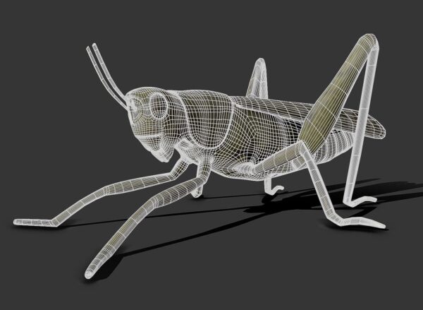 locust grasshopper 3d model