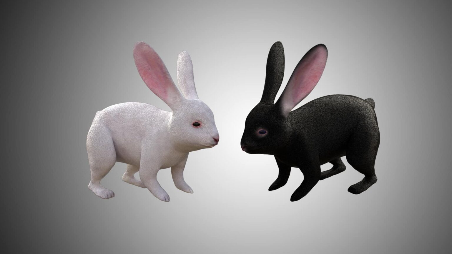 Rabbit Collection 3D Model Rigged and Low Poly Game ready