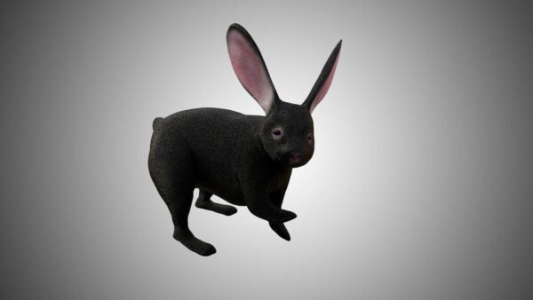 Rabbit collection 3d model