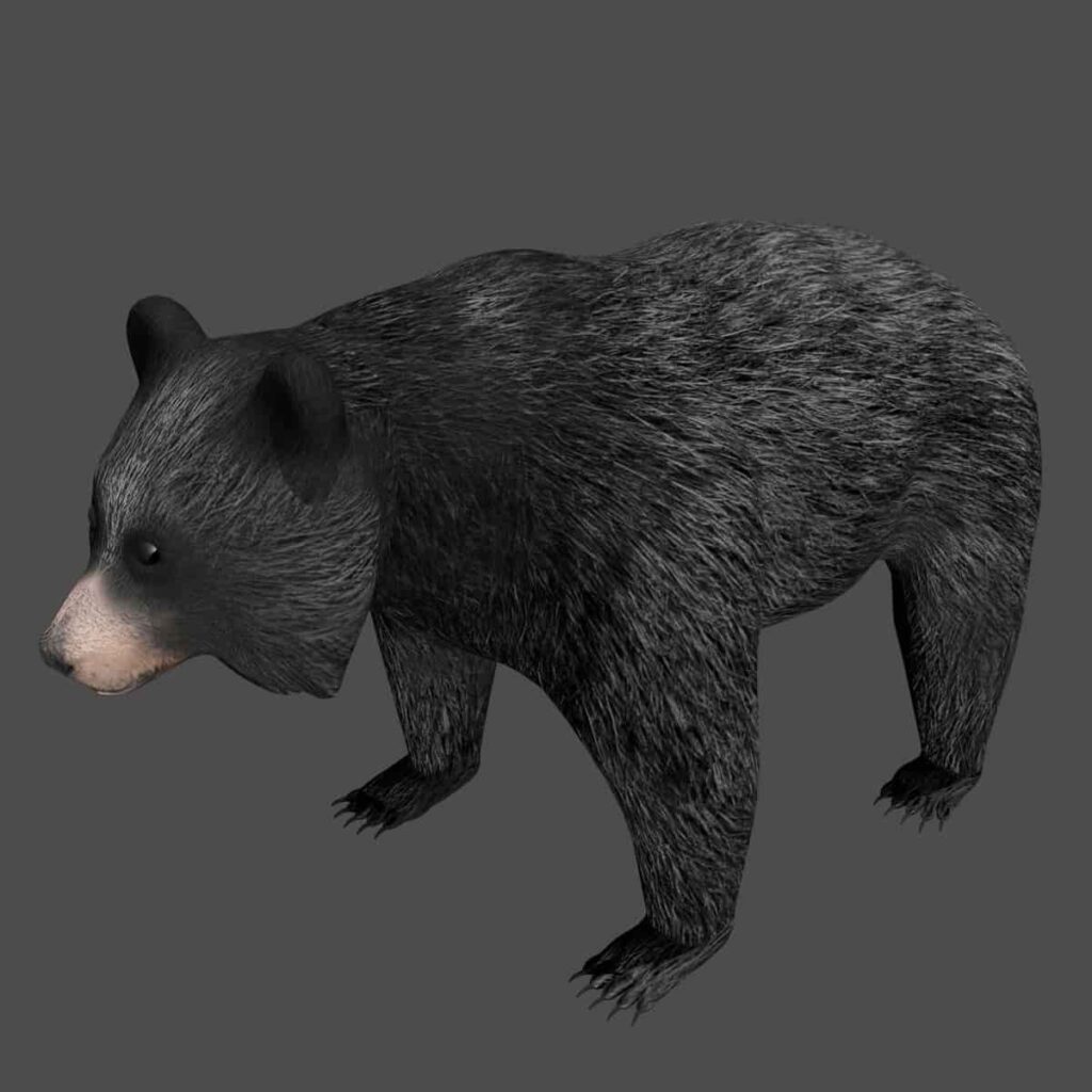 Black Bear 3D Model Rigged and Low Poly - Team 3d Yard