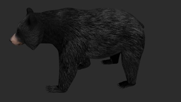 black bear 3d model