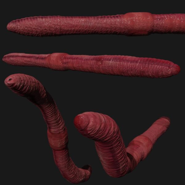 earthworm 3d model