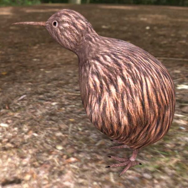 kiwi bird 3d model