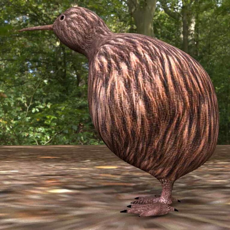 Kiwi bird 3D Model Rigged and Low Poly Game ready - Team 3d Yard