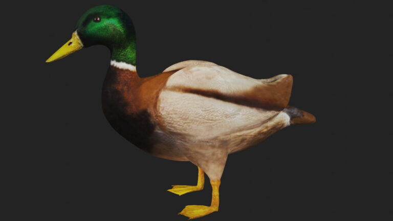 Mallard Duck 3d Model Rigged Low Poly Game Ready