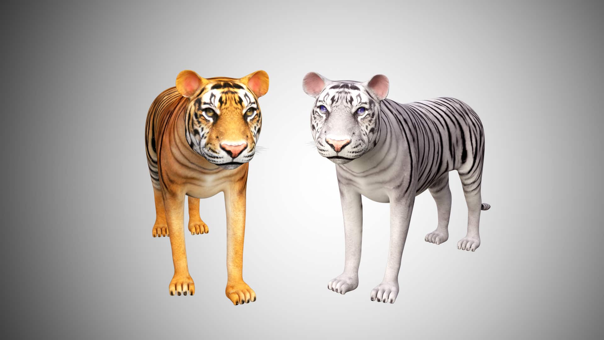 Tiger Collection 3D Model Rigged and Low poly Game ready