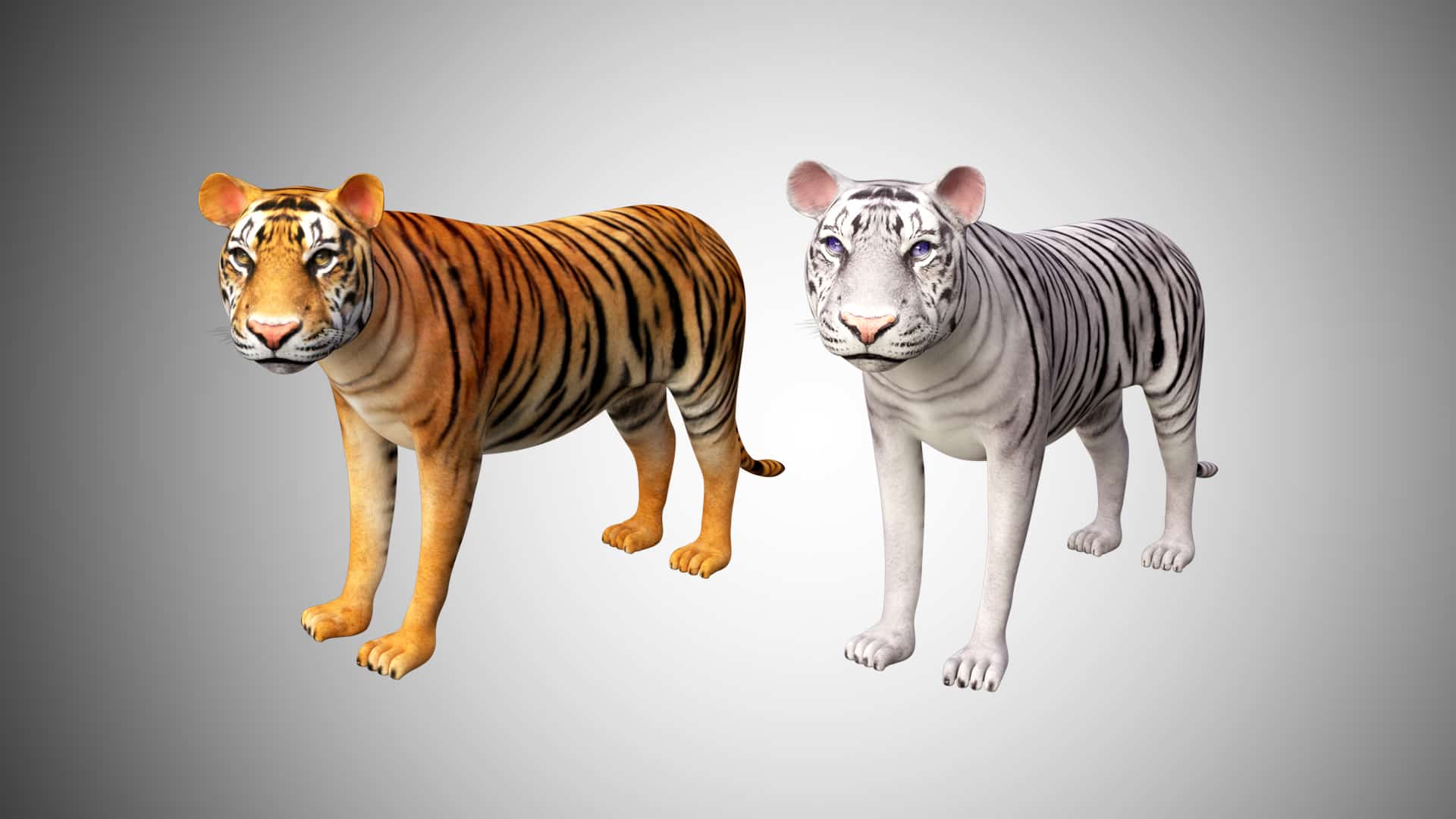 OBJ file TIGER DOWNLOAD Bengal TIGER 3d model animated for blender