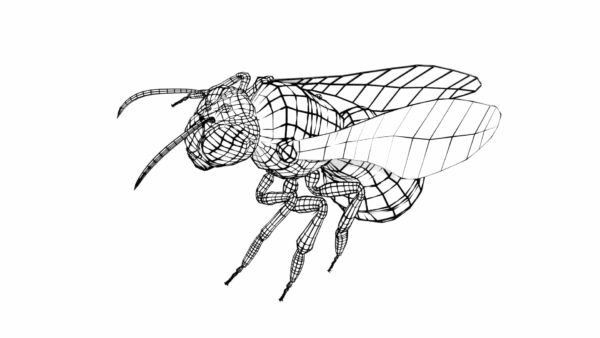 Bee 3d model