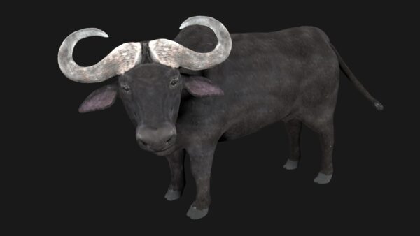 Buffalo 3d model