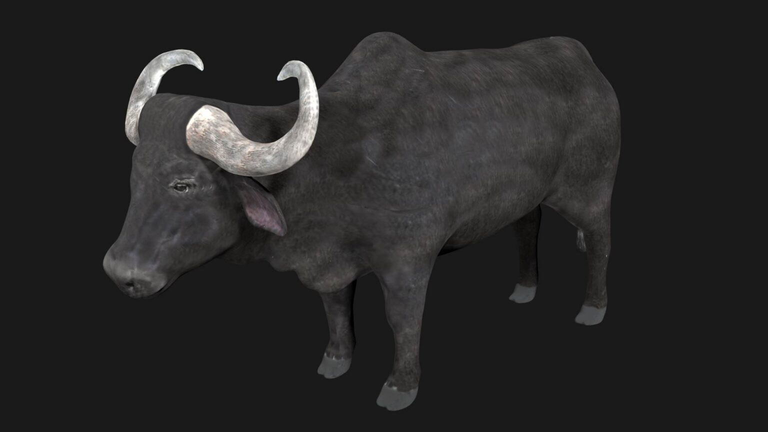 Buffalo 3D Model Rigged and Low Poly Game ready