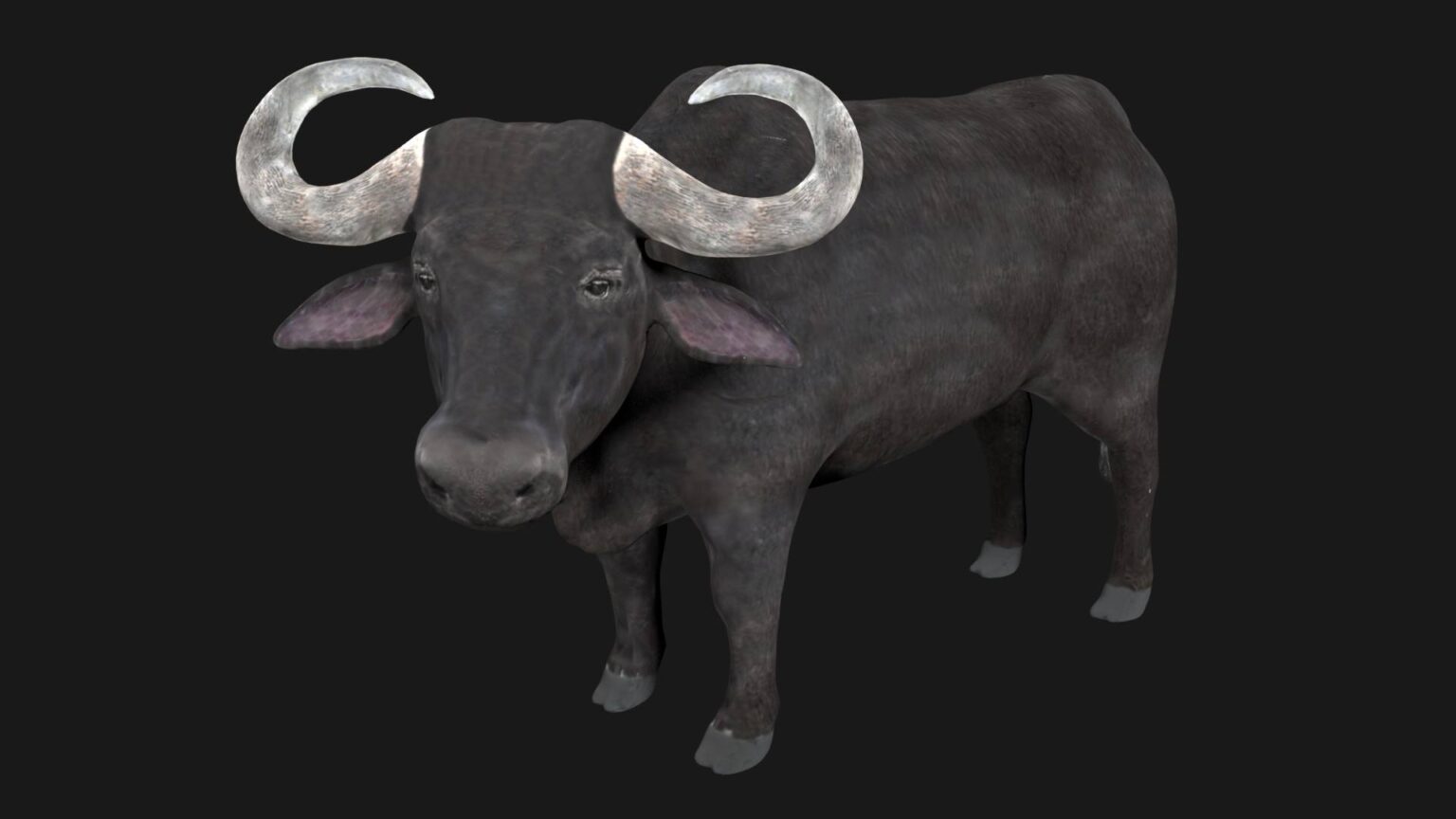 Buffalo 3D Model Rigged and Low Poly Game ready