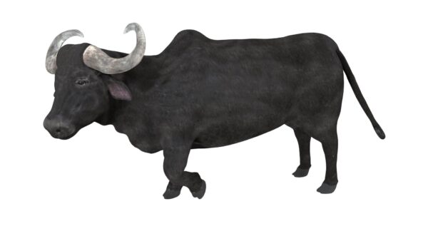 Buffalo 3d model