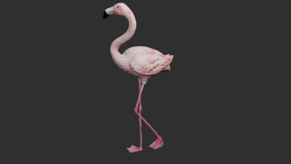 Flamingo 3d model