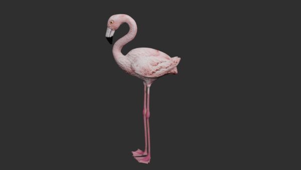 Flamingo 3d model