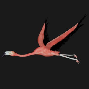 Flying flamingo 3d model