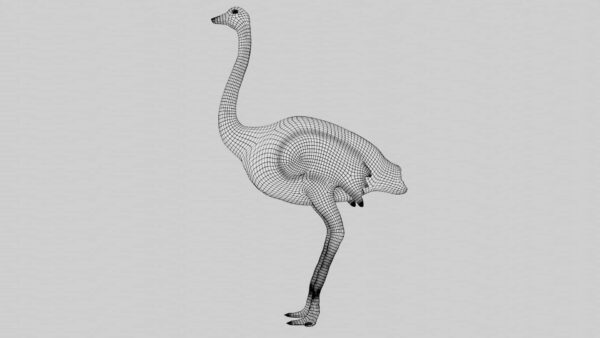 Ostrich 3d model
