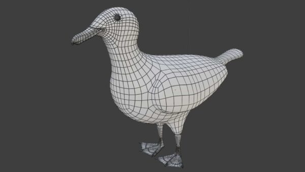 Seagull 3d model