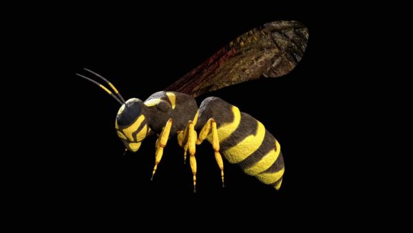 Wasp 3d model
