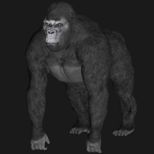 Ape 3d model