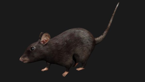 Black mouse 3d model
