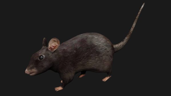 Black mouse 3d model