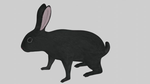 Black rabbit 3d model