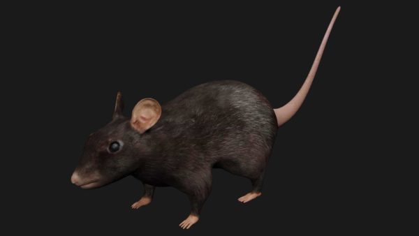 Black rat 3d model