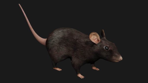 Black rat 3d model