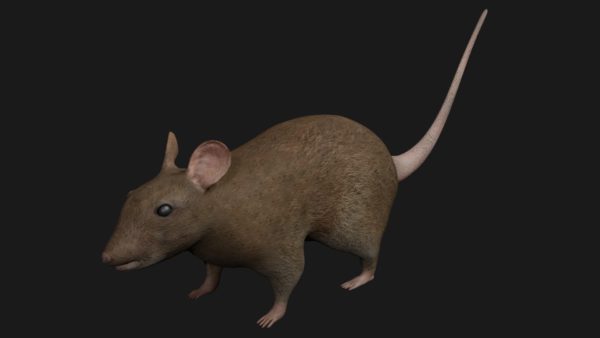 Brown mouse 3d model