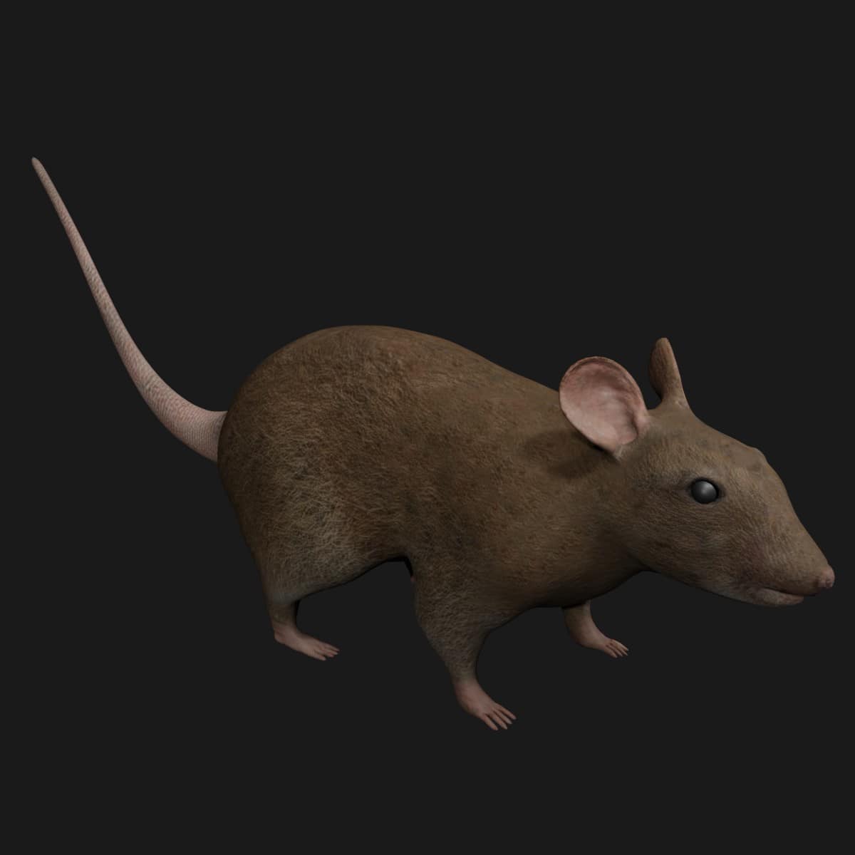 Brown Mouse 3D Model Rigged and Low Poly Game ready - Team 3d Yard