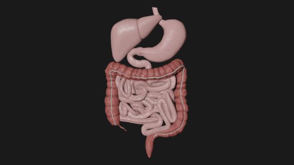 Digestive system 3d model