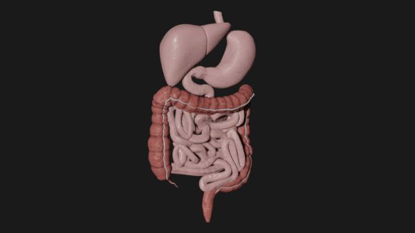 Digestive system 3d model