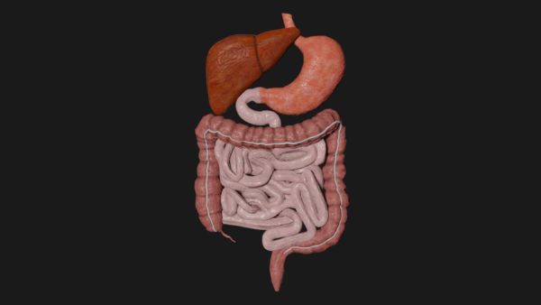 Female digestive system 3d model
