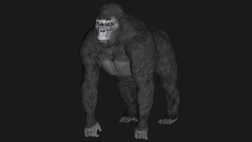 Gorilla 3D Model Rigged and Low Poly Game ready - Team 3d Yard