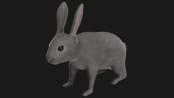 Grey rabbit 3d model
