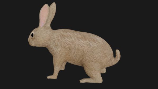 Hare 3d model