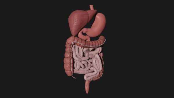 Human anatomy 3d model