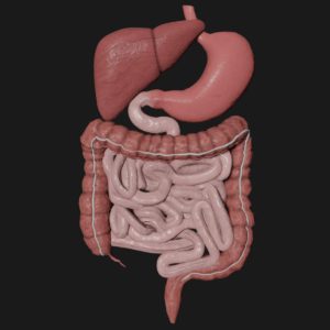 Human digestive system 3d model