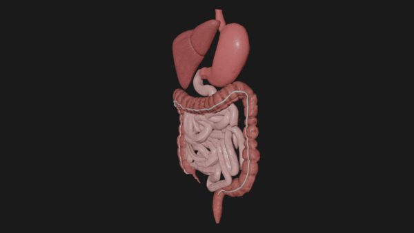 Human digestive system 3d model