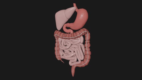 Human digestive system anatomy 3d model