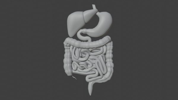 Human digestive system anatomy 3d model