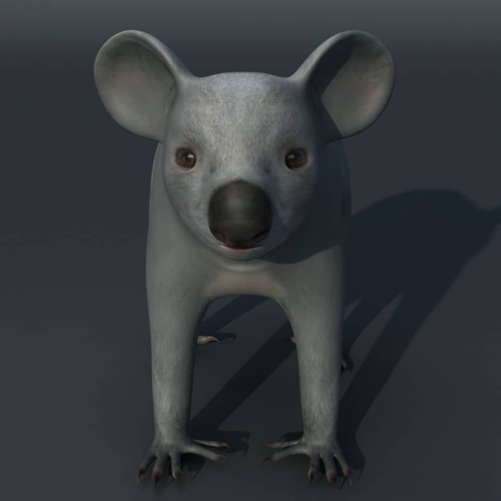 Koala 3D Model Rigged and Low Poly Game ready Team 3d Yard