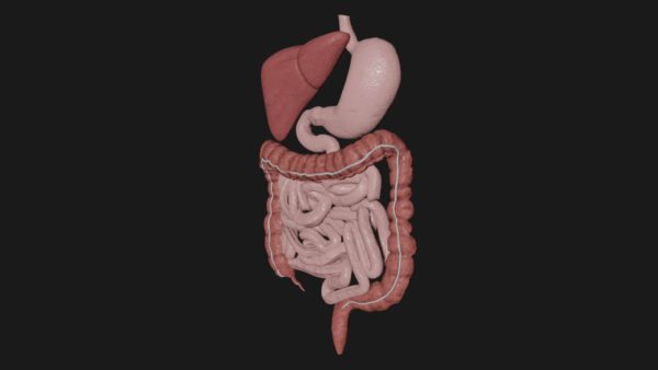 Male digestive system 3d model