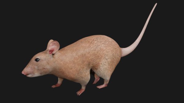 Mouse 3d model