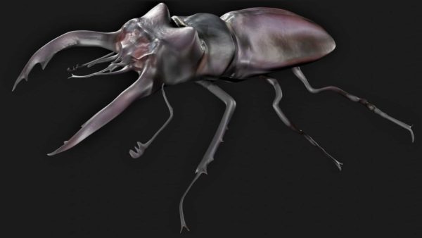 Stag beetle 3d model