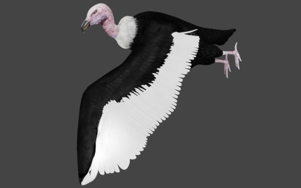 Desert Vulture 3d model