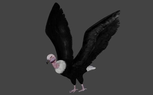 Vulture 3d model